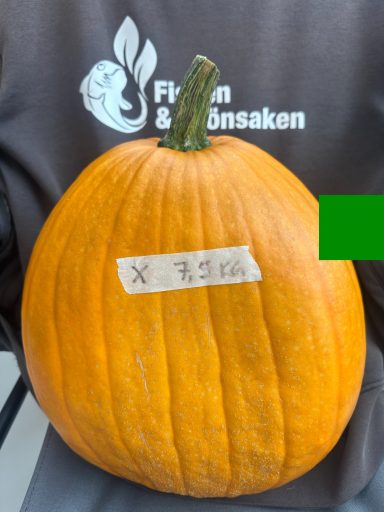 Pumpa X, (7,5kg), 187:- Pumpa X, (7,5kg), 187:-