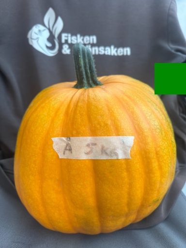 Pumpa Å, (5kg), 125:- Pumpa Å, (5kg), 125:-
