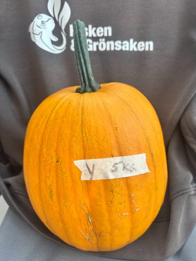 Pumpa Y, (5kg), 125:- Pumpa Y, (5kg), 125:-