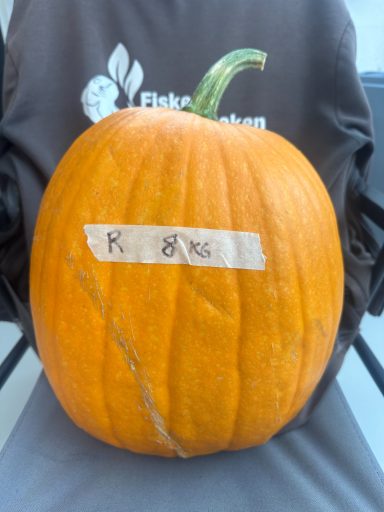 Pumpa R, (8 kg), 200:- Pumpa R, (8 kg), 200:-