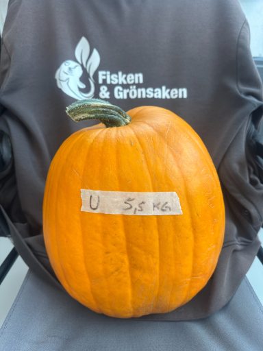 Pumpa U, (5,5 kg), 137:- Pumpa U, (5,5 kg), 137:-